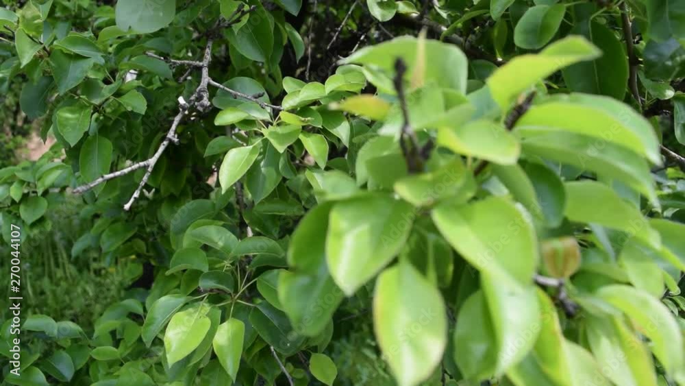 The view through the green foliage of the Park is beautiful. The view through the green foliage of the Park is beautiful.