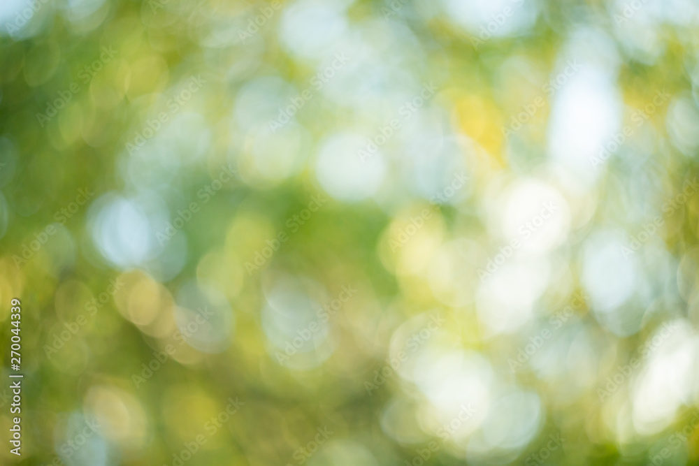 Obraz premium Abstract blurred green nature background.