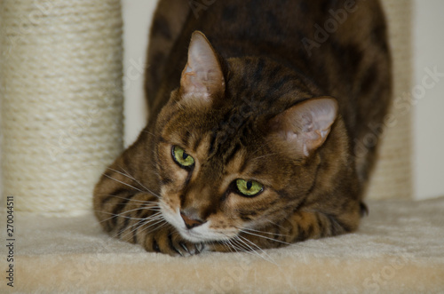 A Bengal cat sits on its cat tree shortly before the hunt