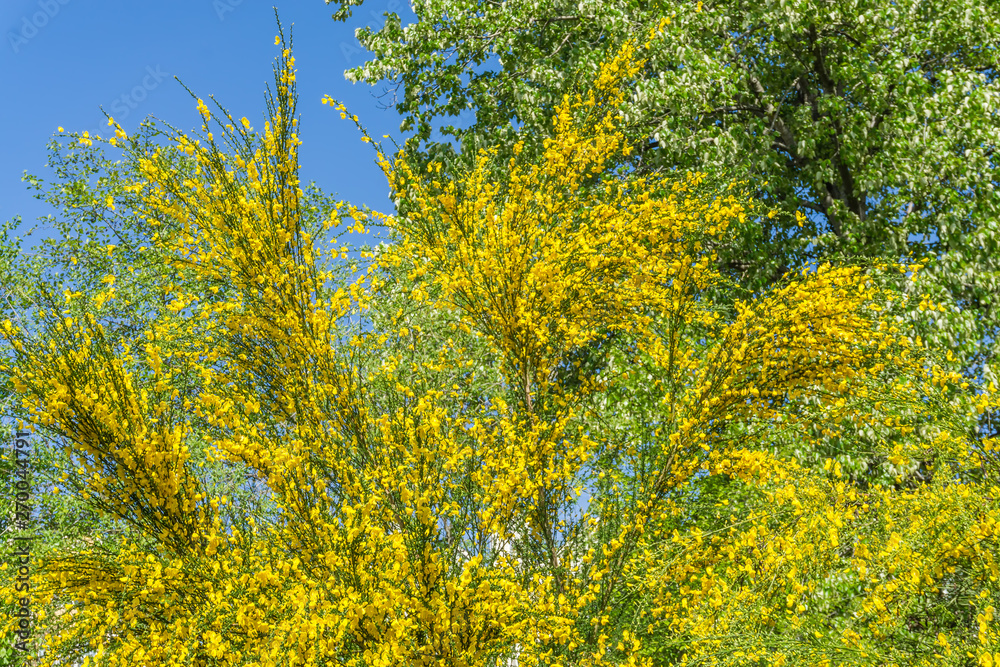 Brilliant Yellow Tree Flowers