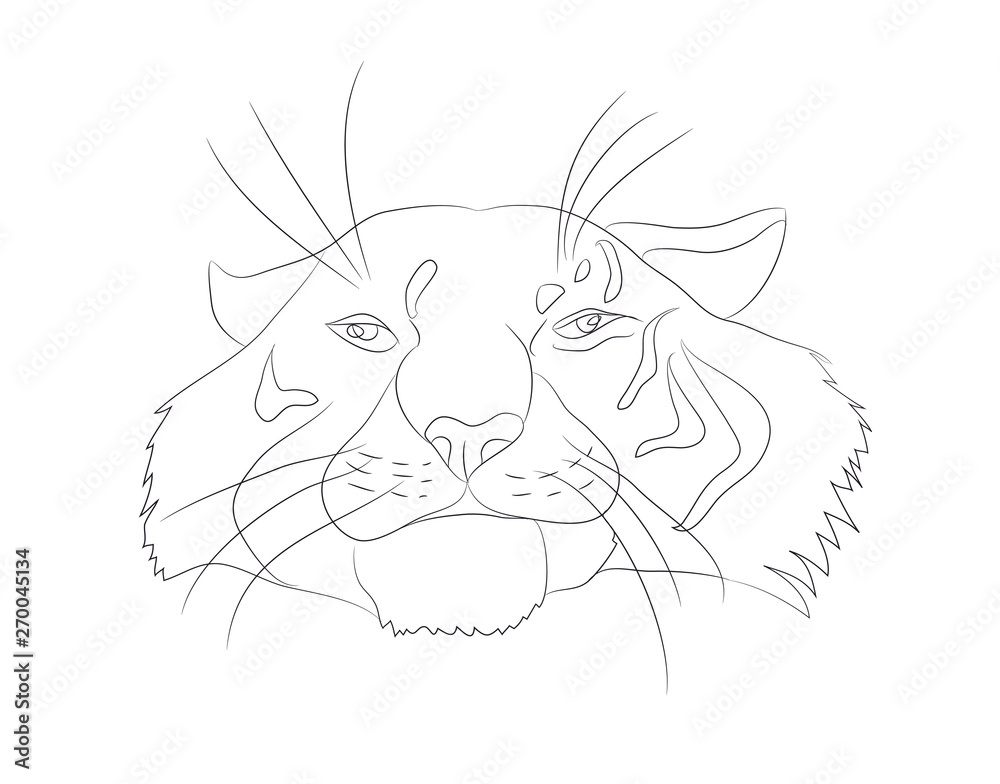 vector illustration portrait of tiger lines, vector