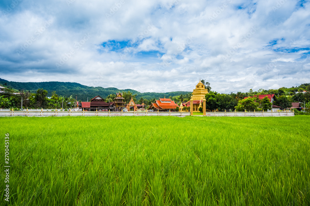 Paddy Rice Field Plantation Landscape with Buddhism temple