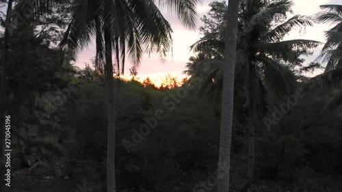 View in the jungle between palm trees in Balabac during sunset, drone shot in Palawan, Philippines photo