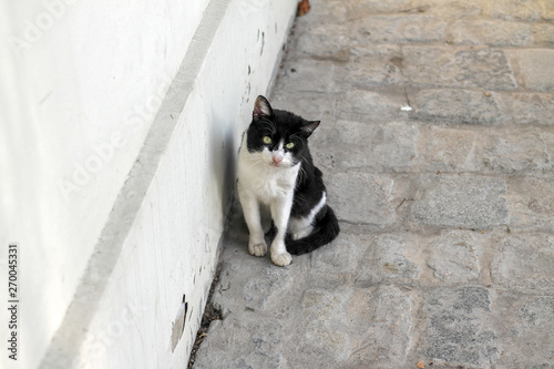 Black and white cat on the street in Istanbul, Turkey © perekotypole