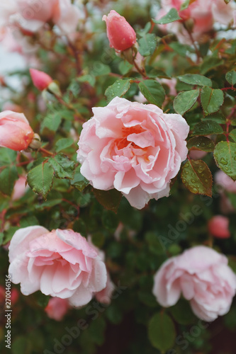 Pink roses grow on a bush in natural conditions  with raindrops on the petals.