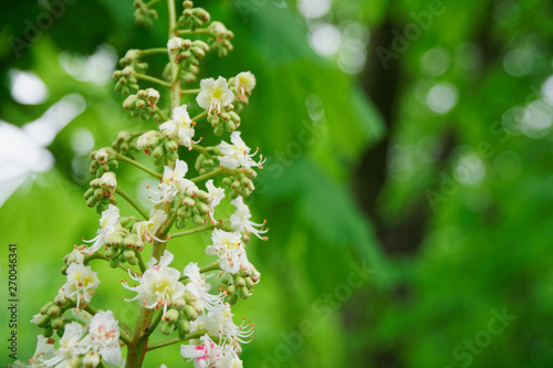 Blooming Chestnut tree with blossoming spring flowers, seasonal floral background.