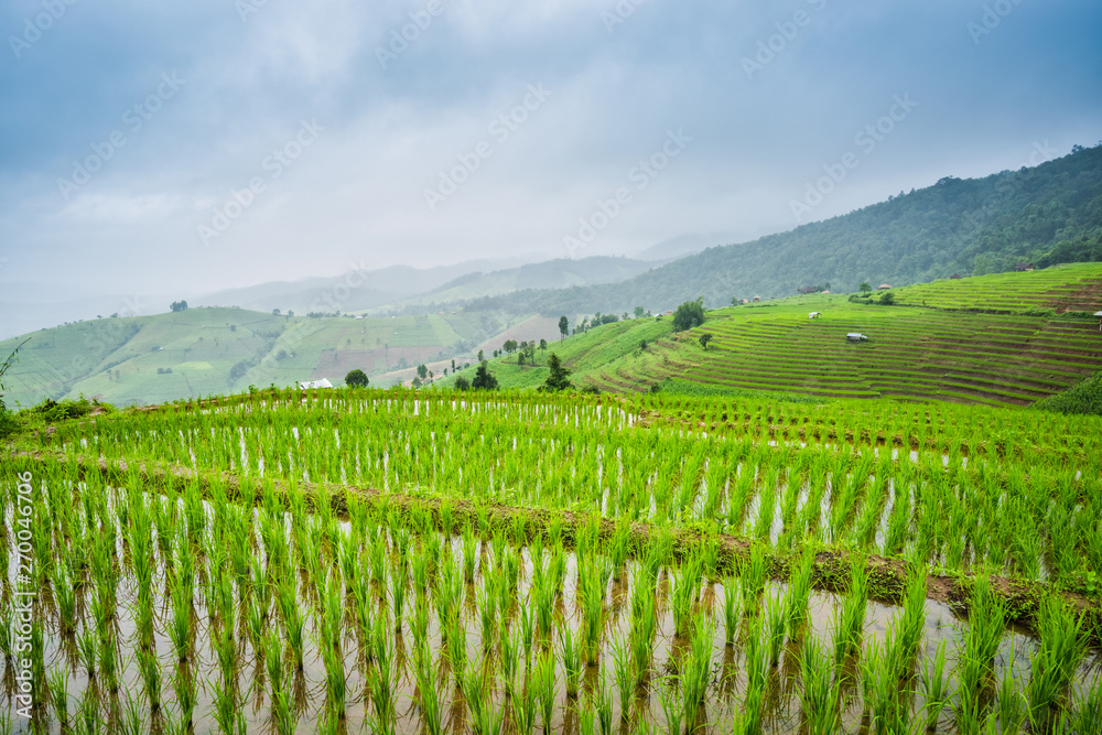 Fototapeta premium Paddy Rice Field Plantation Landscape with Mountain View Background