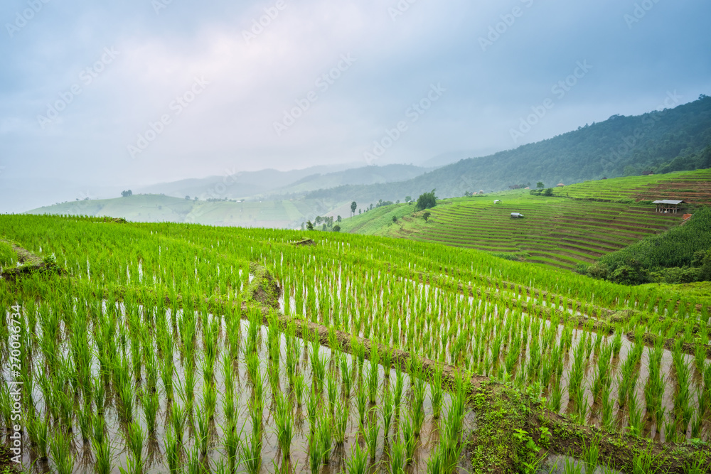 Naklejka premium Paddy Rice Field Plantation Landscape with Mountain View Background