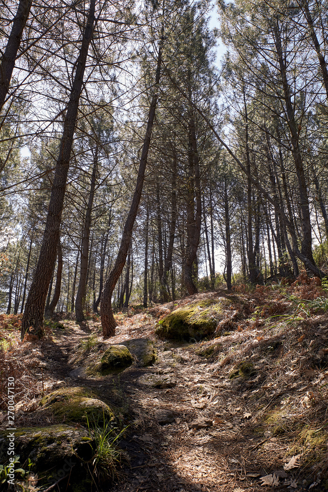 path on the side of a mountain