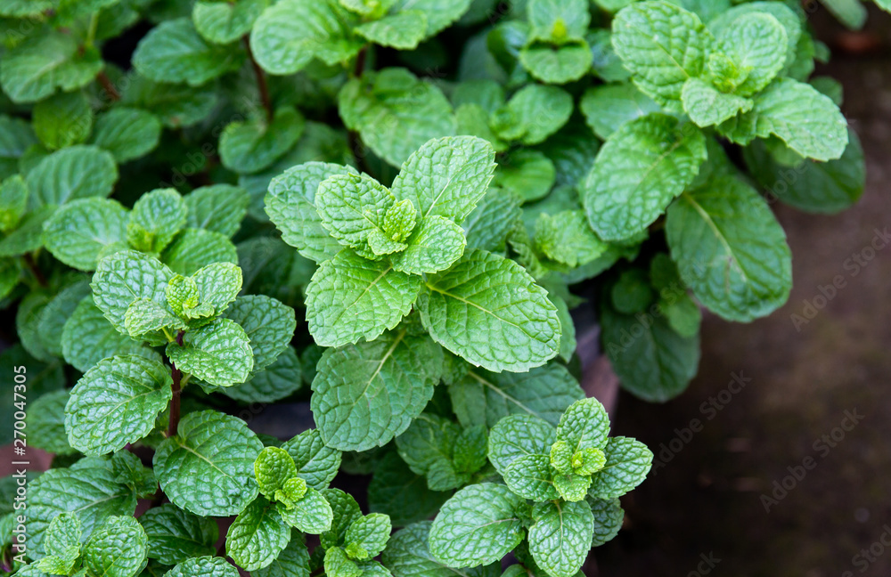 Mint leaves background