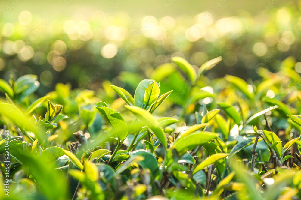 Obraz premium Close up green tea leaves with sun light and bokeh