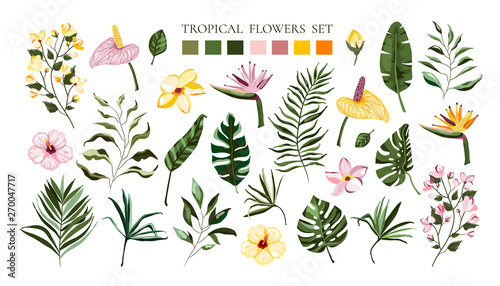 Set of tropical exotic flowers frangipani hibiscus calla and green monstera palm