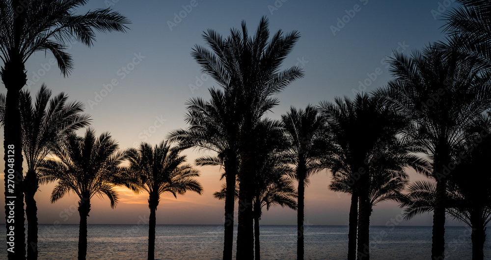 Obraz premium evening sunset landscape on the background of the silhouette of palm trees and the Red Sea with the sky and clouds in Egypt
