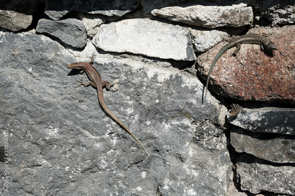 Three lizards are among the stones. one of the lizards peeking out of the crack. Copy space. Three lizards are among the stones. one of the lizards peeking out of the crack. Copy space.