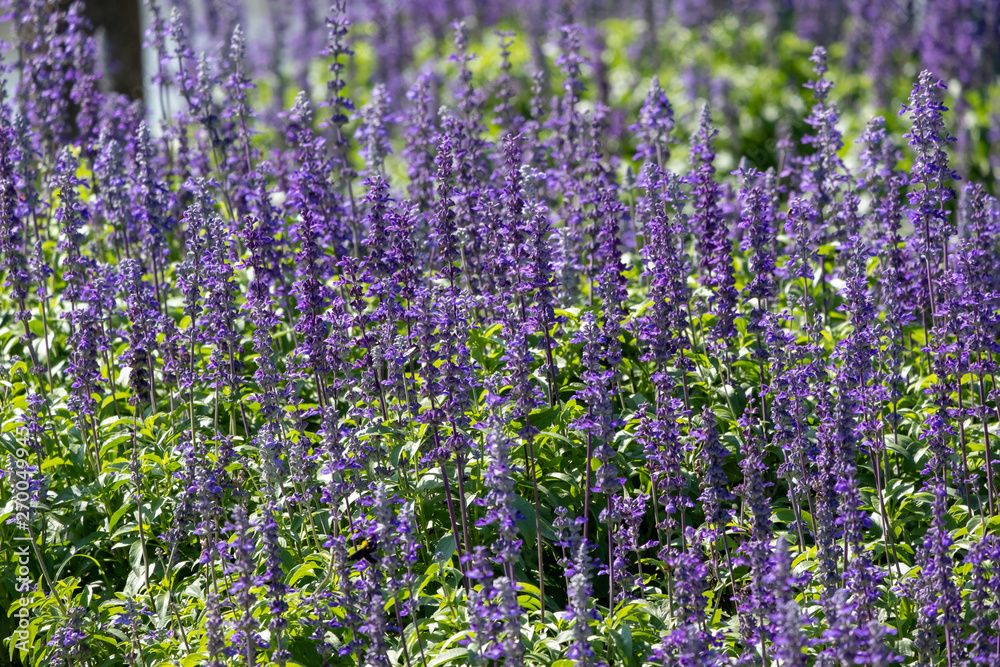 closeup beautiful fernleaf lavender flower