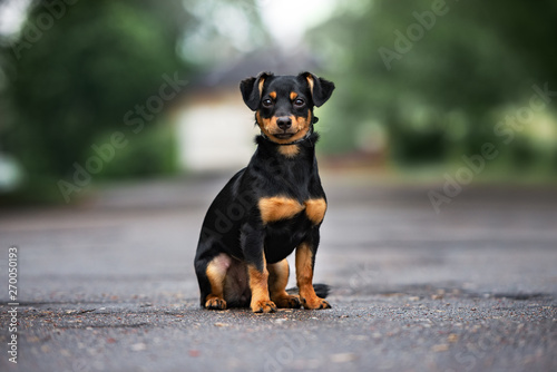 Vászonkép mixed breed dog sitting outdoors on the road