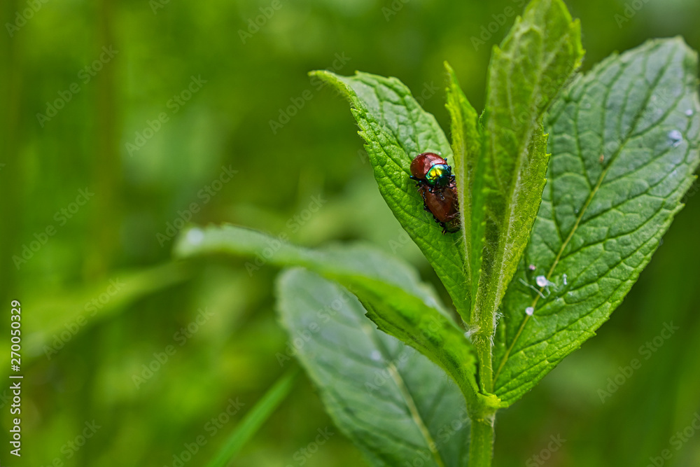 Funny image of a love making ladybugs couple in the spring forest. Close up image Funny image of a love making ladybugs couple in the spring forest. Close up image