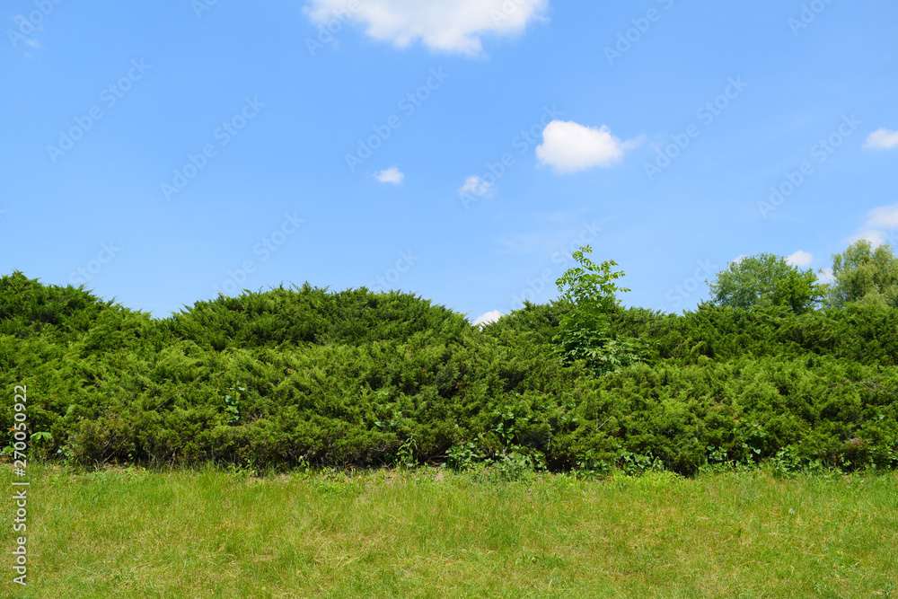 Beautiful green nature landscape in the garden. Plants in summer. Beautiful green nature landscape in the garden. Plants in summer.