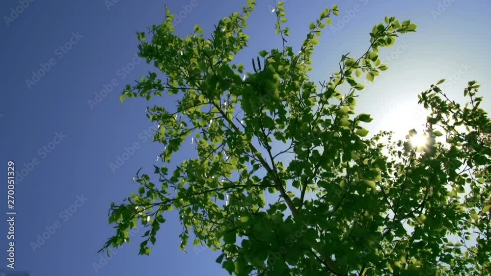 Birch forest summer sun through the leaves Birch forest summer sun through the leaves