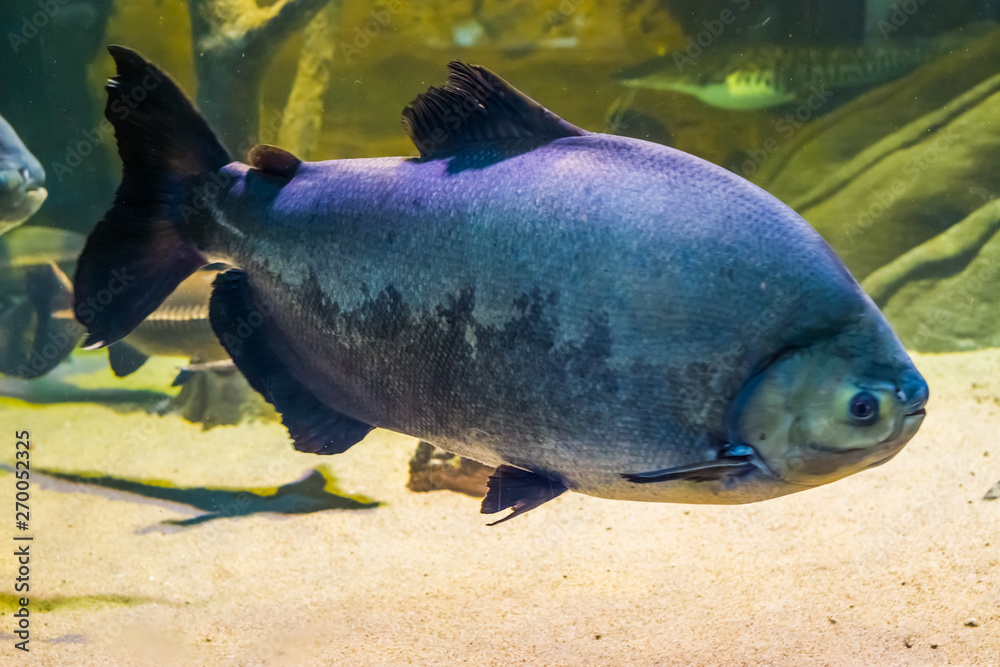Foto de Giant black pacu, tropical big fish from the amazon basin of ...