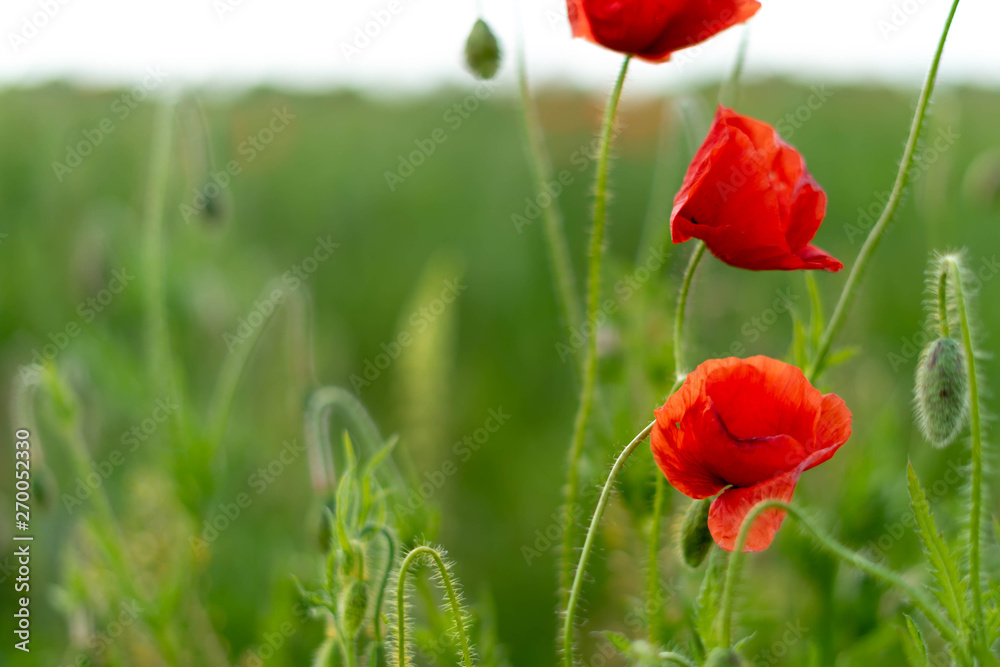 Naklejka premium Poppy flowers on the field against the blue sky and green grass. Selective focus
