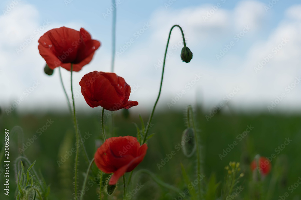 Fototapeta premium Poppy flowers on the field against the blue sky and green grass. Selective focus