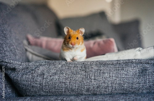 Ginger and white hamster explores living room indoors photo