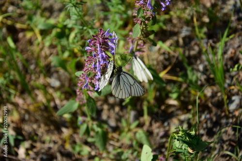 butterfly on flower