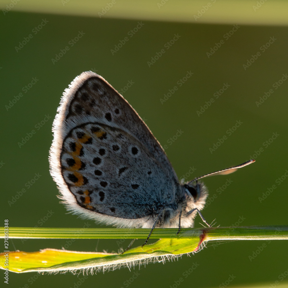 Obraz premium butterfly on leaf