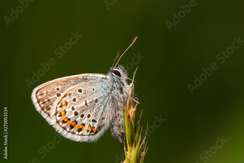 butterfly on flower