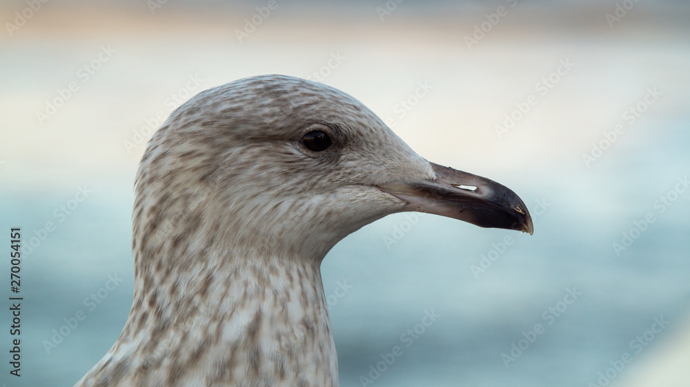 Close up head shot of yound seagull showing brown and white feathers Close up head shot of yound seagull showing brown and white feathers