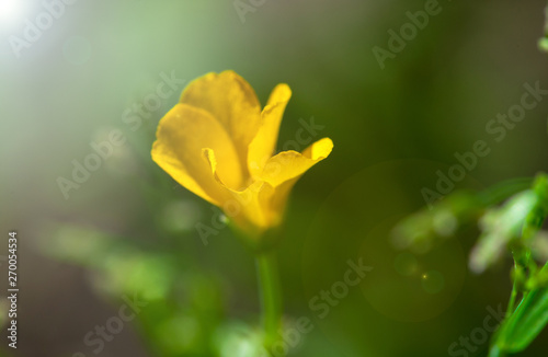 Close-up of beautiful spring yellow flower with blurred background, soft light and lens flare in garden © finchmaystor