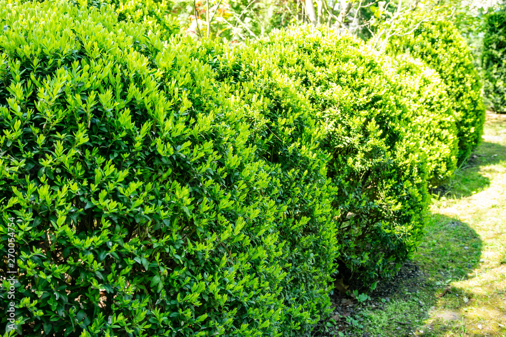 Young growing light green leaves of boxwood glow in morning sun. Selective focus. Boxwood or Boxwood, type of evergreen shrub. Hedging, landscape design background. Nature concept for design.