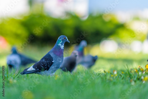Beautiful pigeons on the grass in the summer in the park.