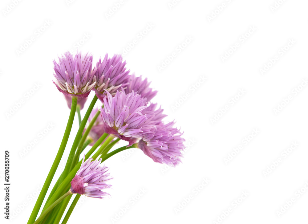 close on pretty flowers of chives blooming on white background