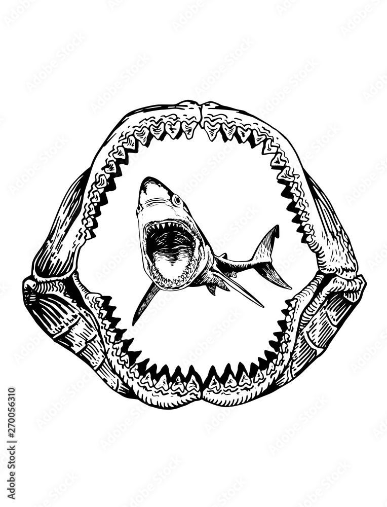 Graphical shark in megalodon jaw isolated on white backgrond,vector sea ...