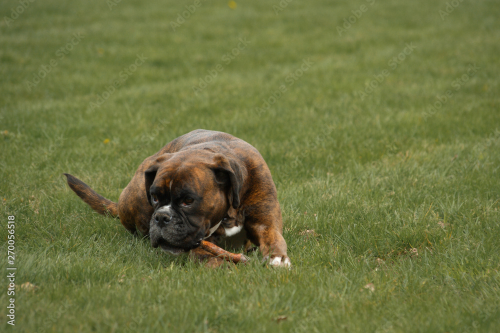 Boxer Hund liegt auf einem frisch gemähtem Rasen und kaut auf einem Holzstock