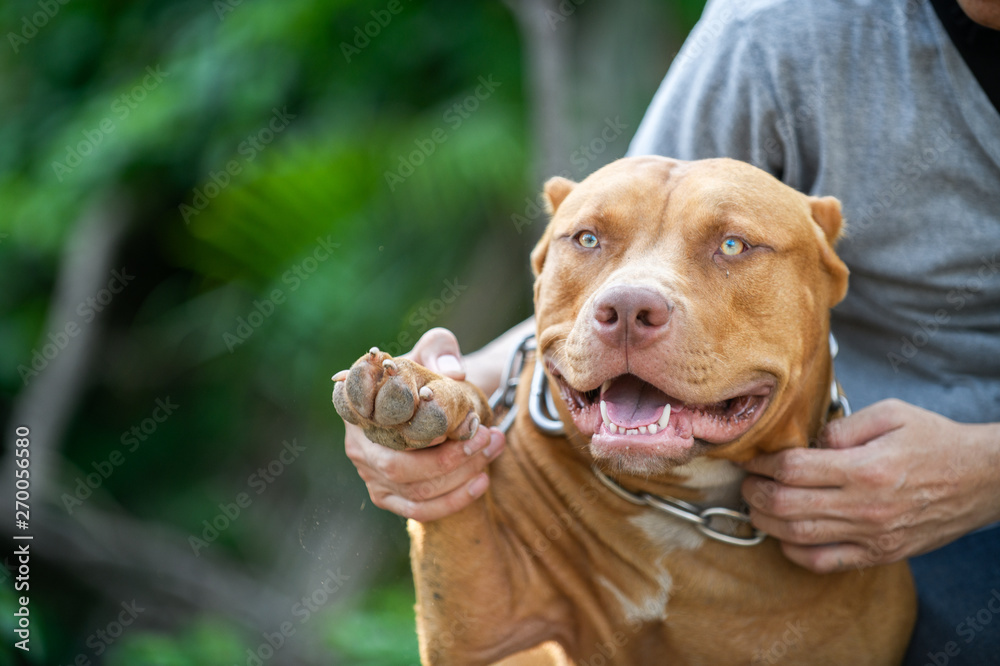 Man playing with American Pit Bull Terrier dog - obrazy, fototapety, plakaty 