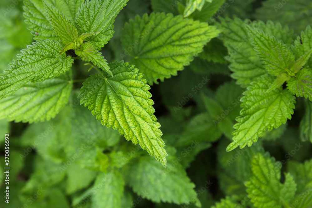 Urtica dioica, common nettle in springtime, alternative medicine, healthy herb Urtica dioica, common nettle in springtime, alternative medicine, healthy herb