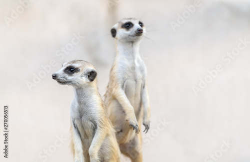 Meerkat Suricata suricatta, African native animal,