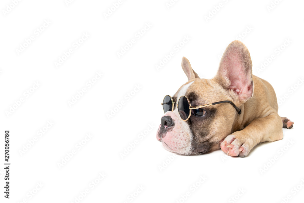 Fototapeta premium Cute french bulldog wear sunglass and sleep
