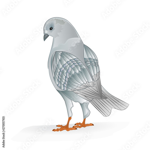 Pigeon white breeding bird  domestic breeds sports bird on white background vintage   vector  animals illustration for design editable hand draw