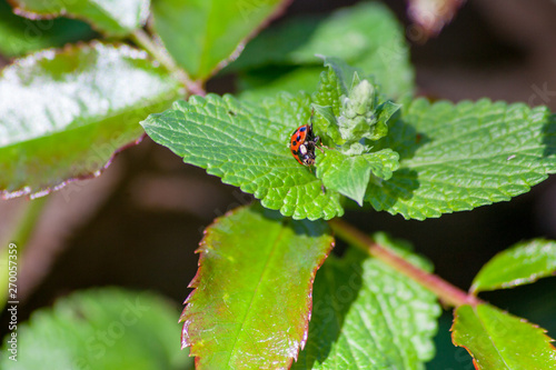ladybug © paolagio_photo