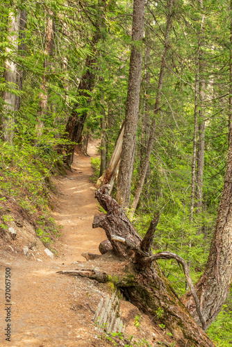 View at Mountain Trail in British Columbia  Canada. Mountains Background.