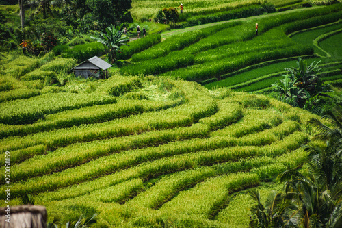 Weltkulturerbe Reisterrassen auf Bali, grüne Felder, dramatischer Himmel