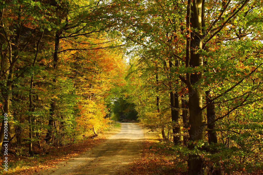 Waldweg im Herbst mit farbigen Laubbäumen