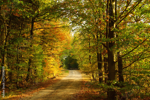 Waldweg im Herbst mit farbigen Laubb  umen