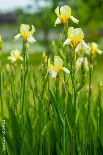 Fototapeta Naklejka Na Ścianę i Meble -  Irys - kwiat roslina ogrodowa