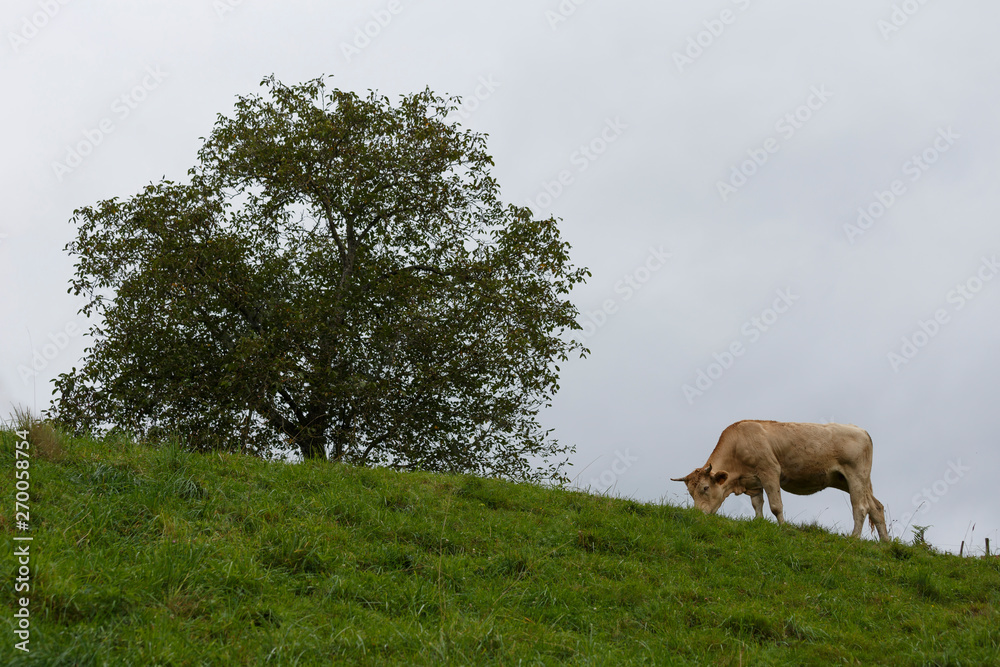 Fototapeta premium Brown Cows in a green field under a grey cloudy sky.jpg