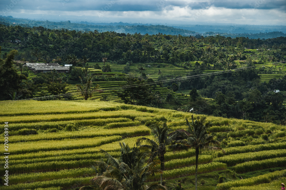 Weltkulturerbe Reisterrassen auf Bali, grüne Felder, dramatischer Himmel